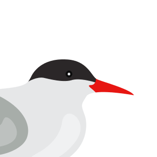 Avatar of a Arctic tern on a green background
