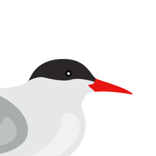 Avatar of a Arctic tern on a zinc background