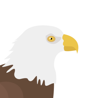 Avatar of a Bald eagle on a emerald background