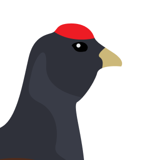 Avatar of a Black grouse on a orange background
