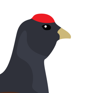 Avatar of a Black grouse on a fuchsia background