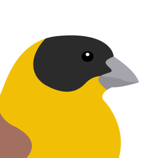 Avatar of a Black headed bunting on a lime background