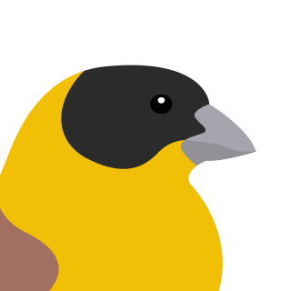 Avatar of a Black headed bunting on a gray background