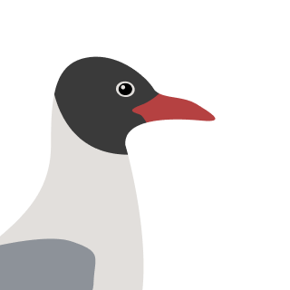 Avatar of a Black headed gull on a gray background