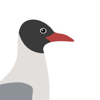 Avatar of a Black headed gull on a purple background