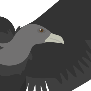 Avatar of a Black vulture on a rose background