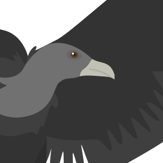 Avatar of a Black vulture on a cyan background