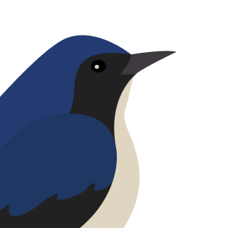 Avatar of a Blue robin on a cyan background