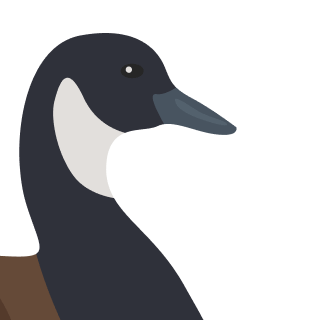 Avatar of a Canada goose on a lime background