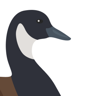 Avatar of a Canada goose on a neutral background