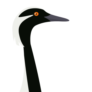 Avatar of a Demoiselle crane on a orange background