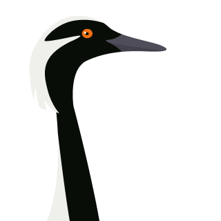 Avatar of a Demoiselle crane on a fuchsia background