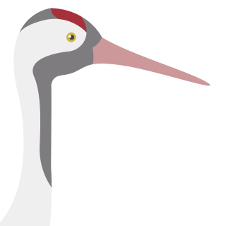 Avatar of a Eurasian crane on a slate background