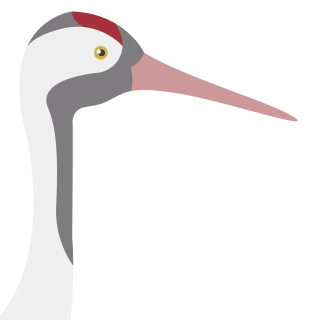 Avatar of a Eurasian crane on a indigo background