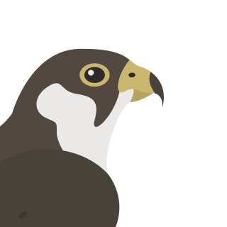Avatar of a Falcon on a violet background