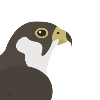 Avatar of a Falcon on a fuchsia background