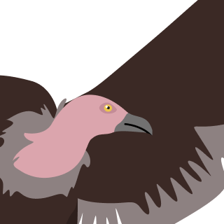 Avatar of a Griffon vulture on a sky background