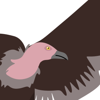 Avatar of a Griffon vulture on a emerald background