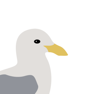 Avatar of a Gull on a cyan background