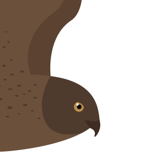 Avatar of a Harrier on a lime background