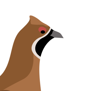 Avatar of a Hazel grouse on a neutral background