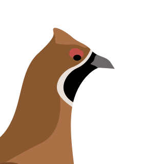 Avatar of a Hazel grouse on a rose background