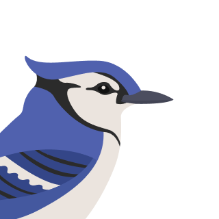 Avatar of a Jay bird on a indigo background