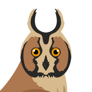 Avatar of a Long eared owl on a zinc background