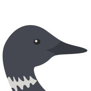 Avatar of a Loon on a orange background