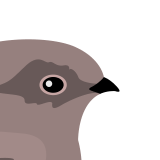 Avatar of a Nightjar on a green background