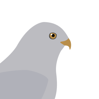 Avatar of a Pallid harrier on a lime background