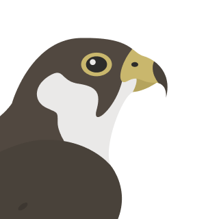 Avatar of a Peregrine falcon on a yellow background