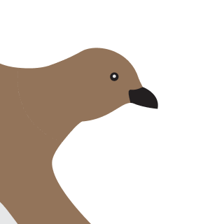 Avatar of a Petrel on a zinc background