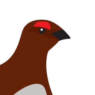Avatar of a Ptarmigan on a teal background