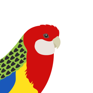 Avatar of a Rosella on a stone background
