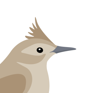 Avatar of a Skylark on a zinc background