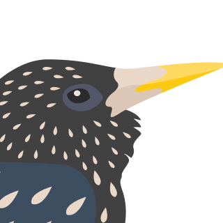 Avatar of a Starling on a rose background