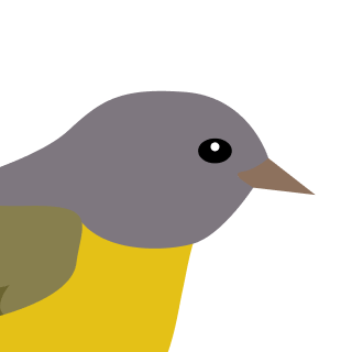 Avatar of a Warbler on a blue background