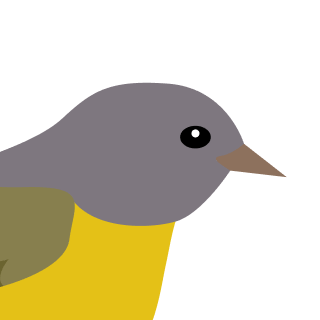 Avatar of a Warbler on a orange background