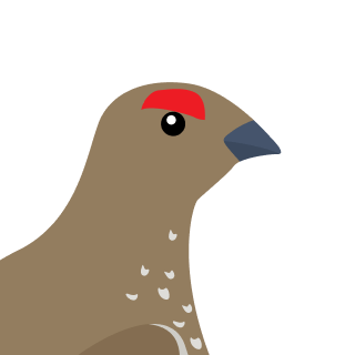 Avatar of a White tailed ptarmigan on a gray background