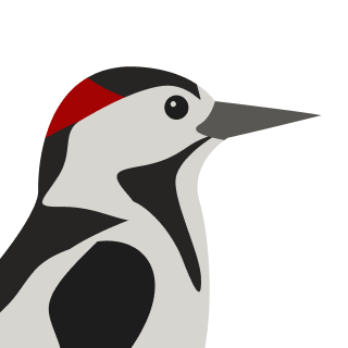 Avatar of a Woodpecker on a gray background