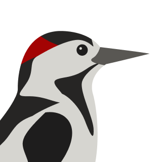 Avatar of a Woodpecker on a stone background