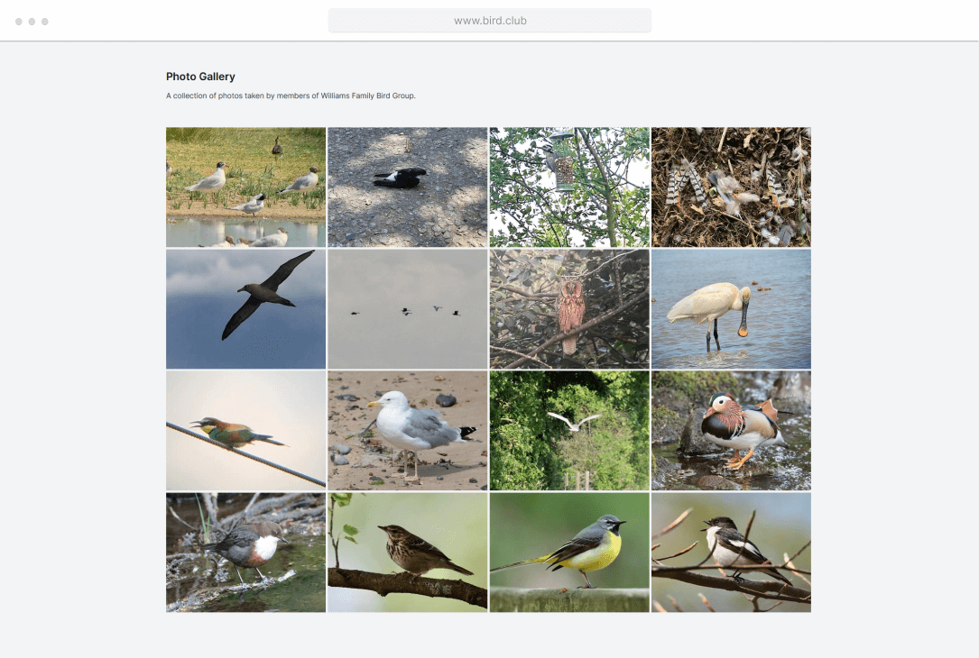 Screenshot of a photo gallery on BirdClub