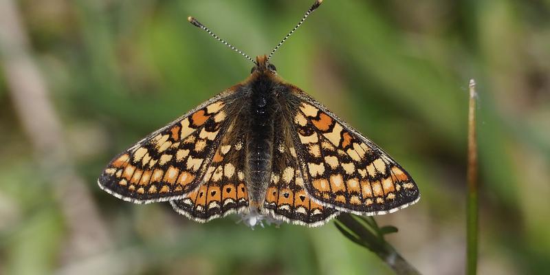 Image of Market Weston Fen birding site