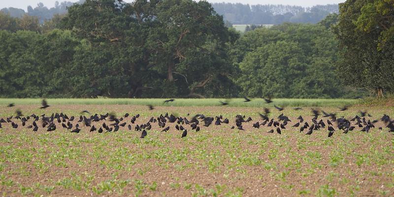 Image of Hopton birding site