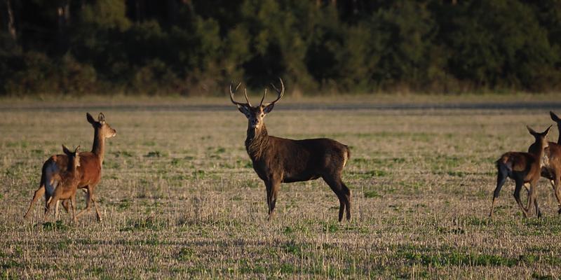 Image of Euston Park birding site
