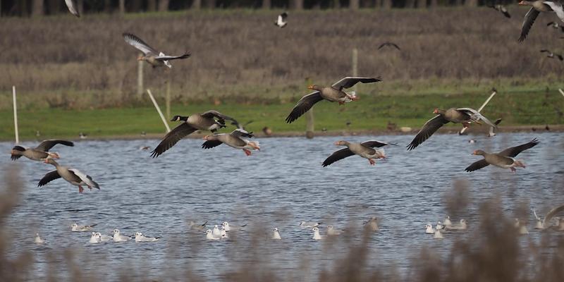 Image of Micklemere birding site