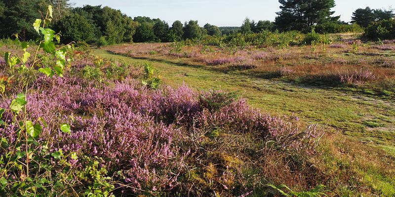 Image of Knettishall Heath birding site