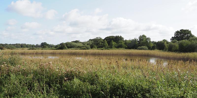 Image of Redgrave and Lopham Fen birding site