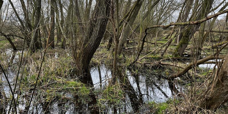 Image of Hinderclay birding site